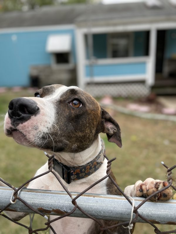 brindle pit sticking head over fence