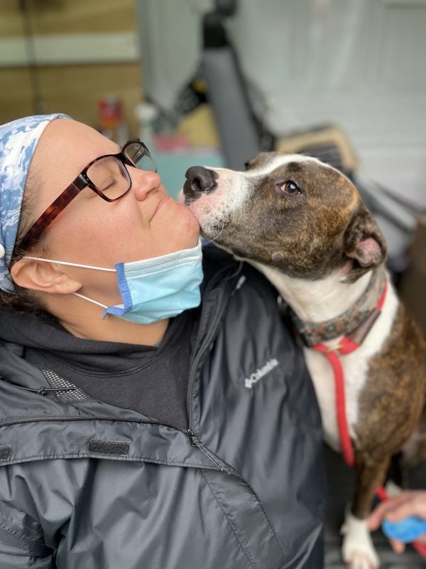 pit bull kissing woman in face