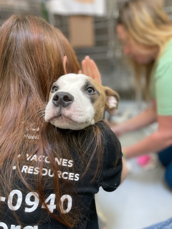 vet tech holding puppy for exam