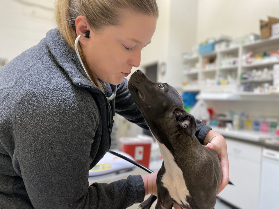 veterinarian getting kisses from puppy while listening to its heartbeat