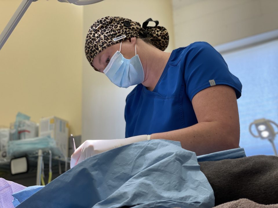 veterinarian doing spay surgery