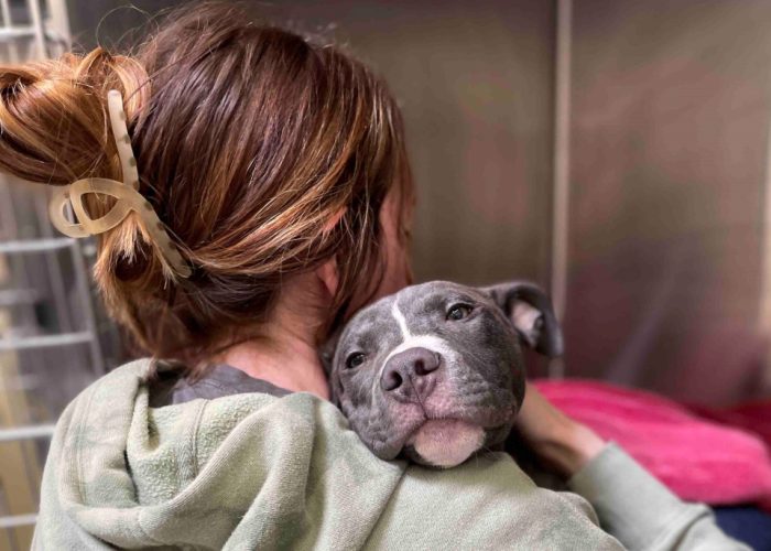 gray and white pit bull puppy resting its head on vet tech's shoulder