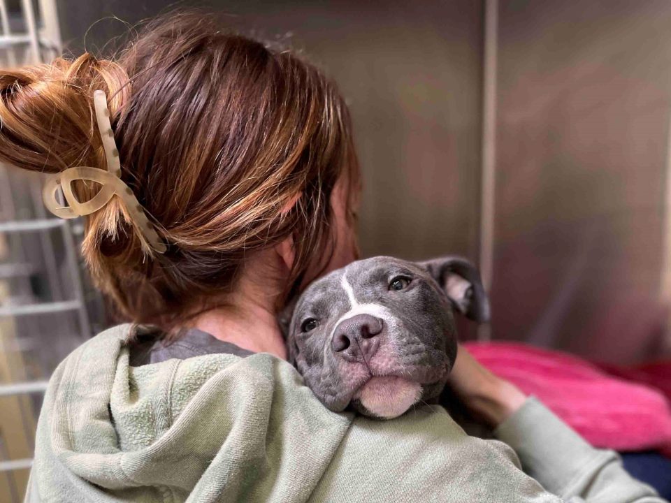 gray and white pit bull puppy resting its head on vet tech's shoulder