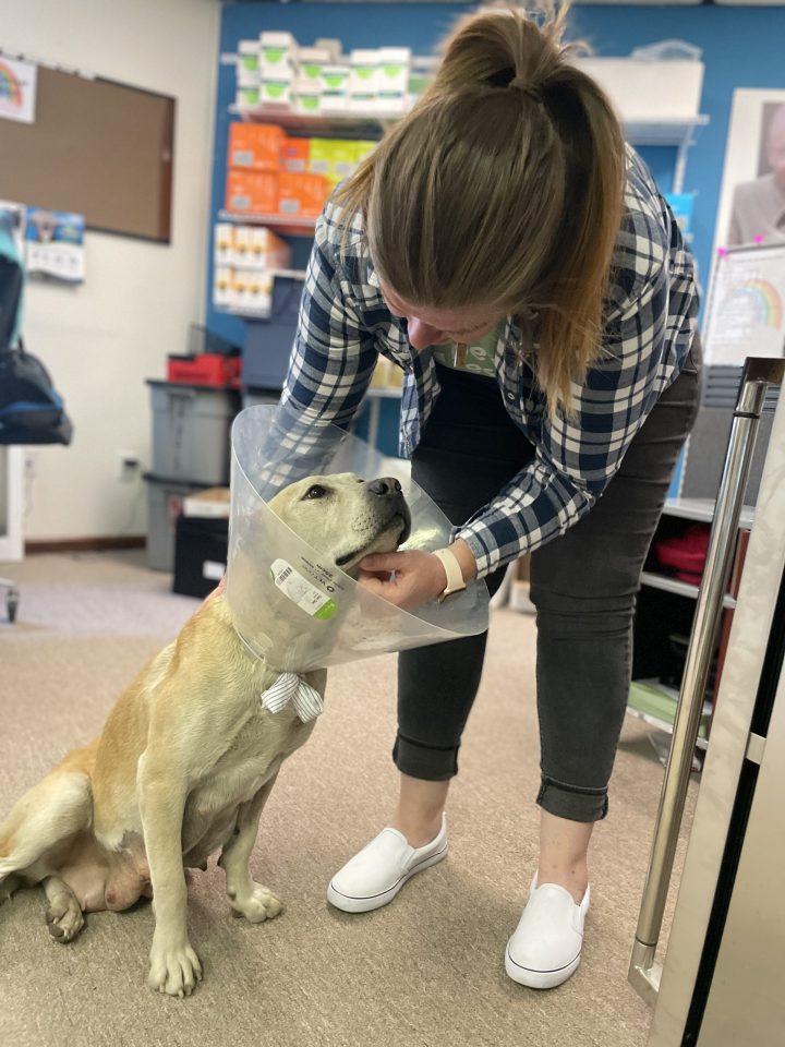 woman giving a dog head pets after spay surgery