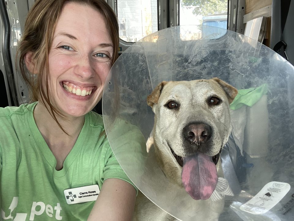 woman smiling next to lab shar pei mix