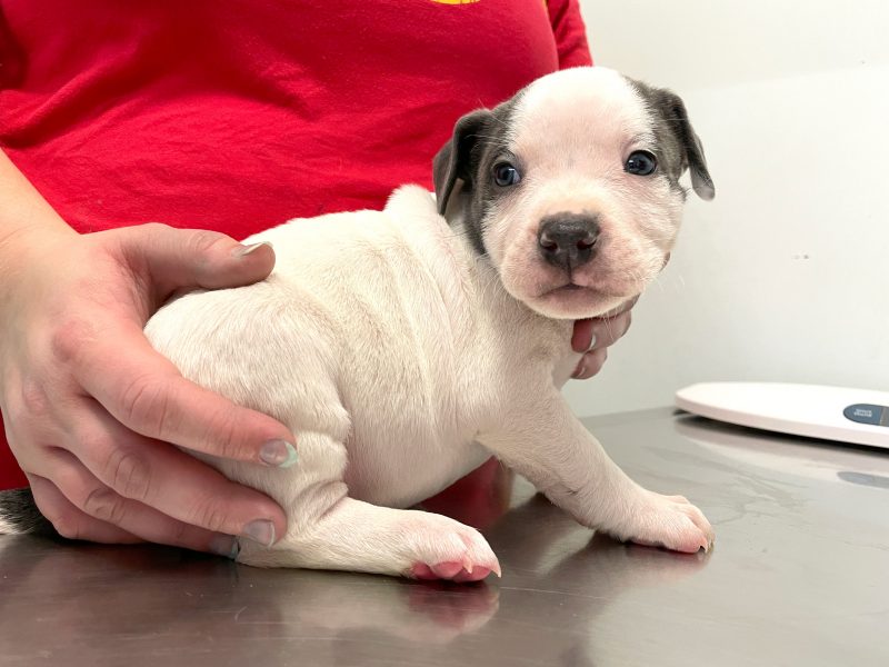 A puppy sits on a metal exam table