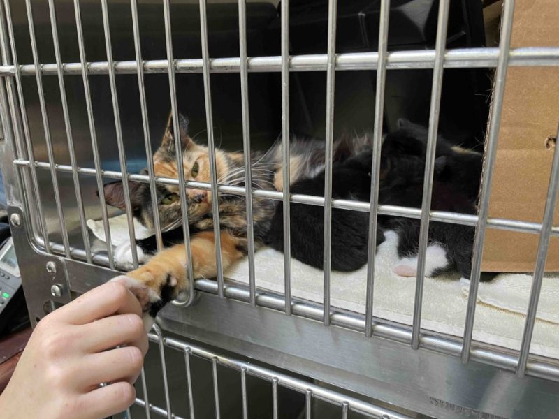 nursing mother cat with holding vet tech's hand through the kennel