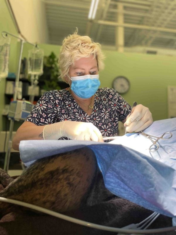 veterinarian performing intestinal blockage surgery