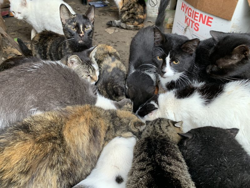 a clowder of cats crowds around a bowl at feeding time