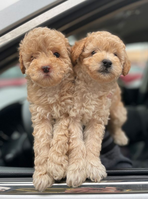 Two curly-haired puppies are held by the driver of a car.