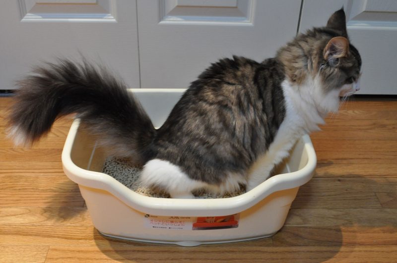 a cat squats in their litter box