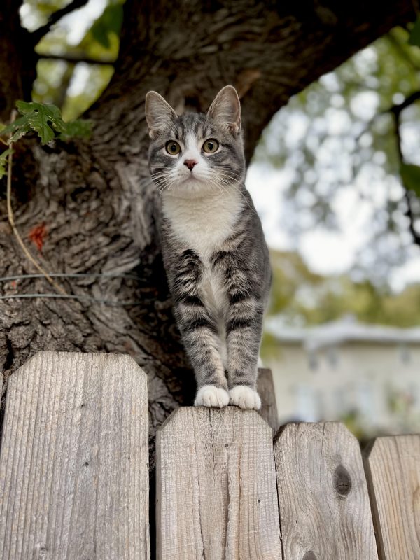 Layla is a great cat with lots of love for all humans and dogs