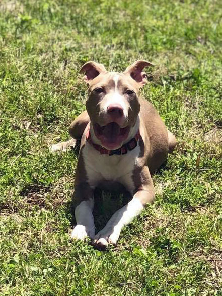 Dog smiling with tongue out