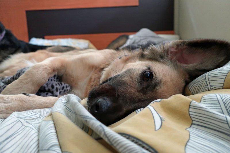 Dog laying down on the bed