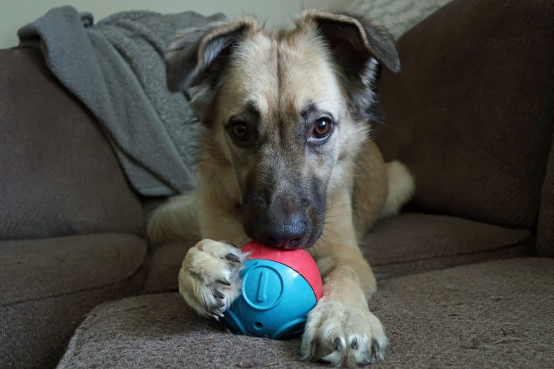 Dog playing with a food puzzle toy