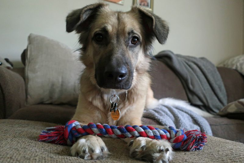 Dog laying on couch with toy