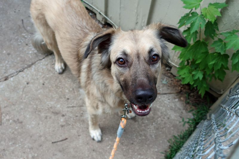 Dog outside on leash looking at the camera