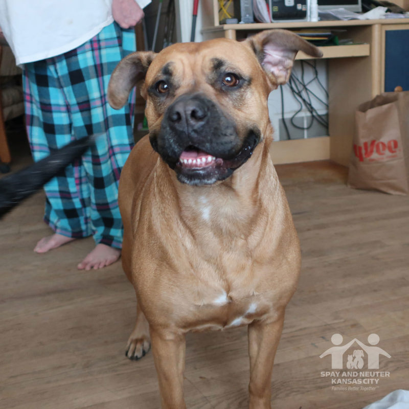 A brown dog with a black muzzle looks toward the camera