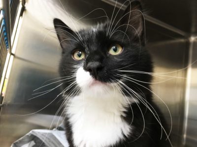 A black-and-white tuxedo cat with big whiskers looks past the camera