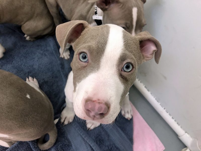 Puppy with bright blue eyes