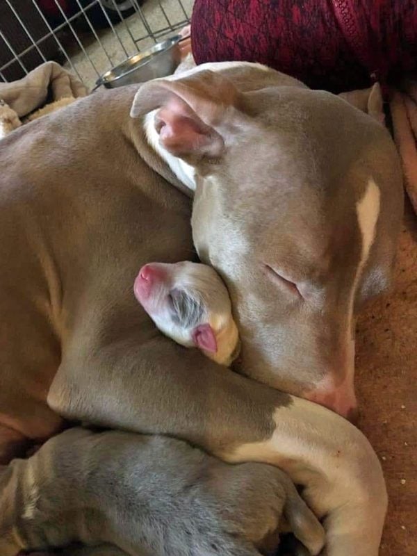 Mama dog and puppy cuddling