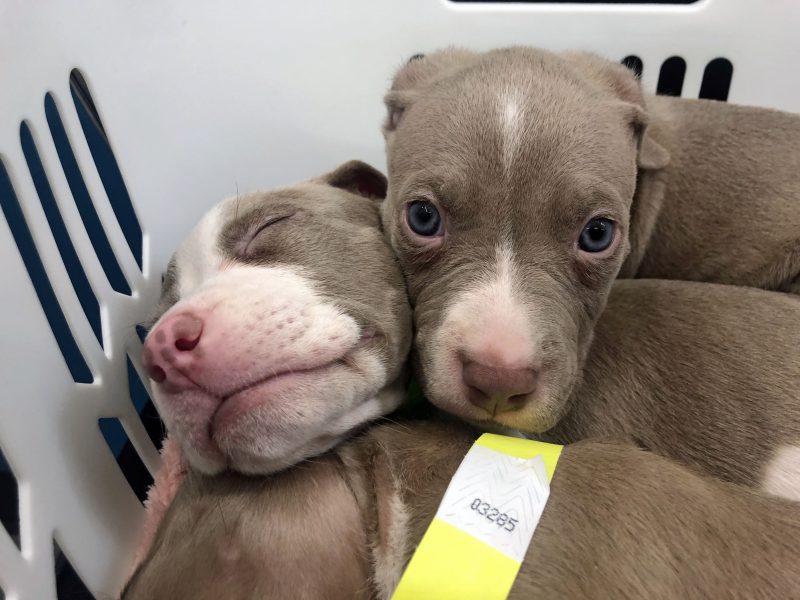 Puppies cuddling