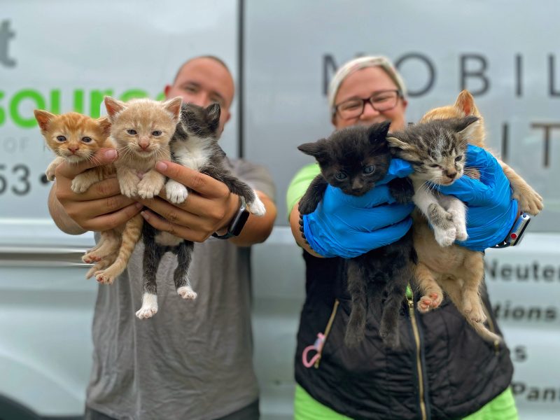 six kittens rescued from a window well