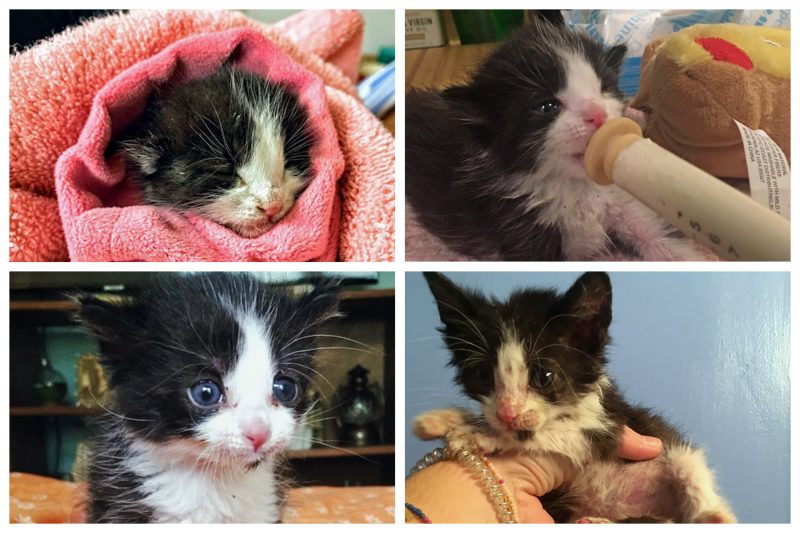 baby kitten collage and getting tube fed