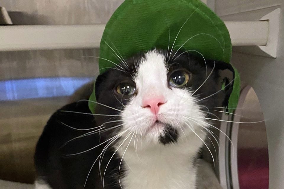 tuxedo cat wearing a hat