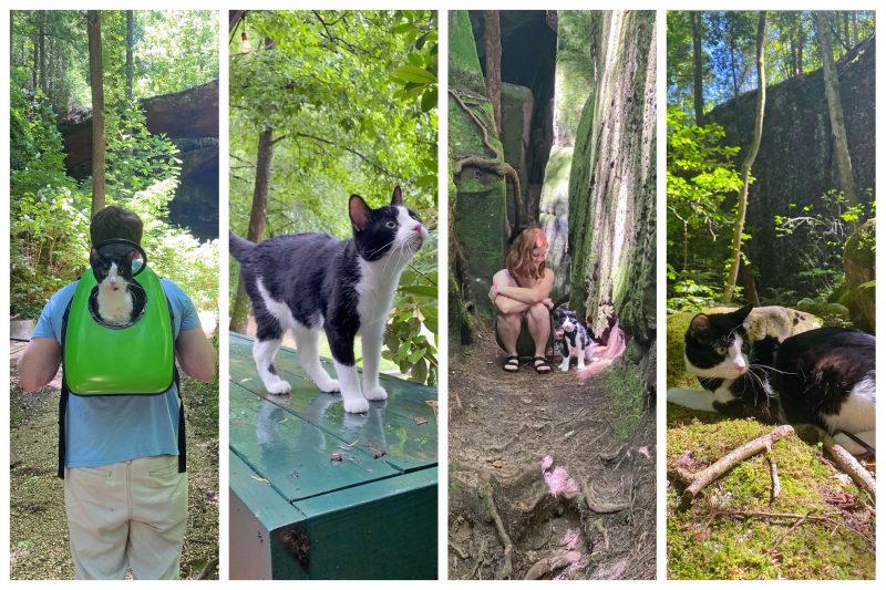 tuxedo cat hiking and exploring the woods