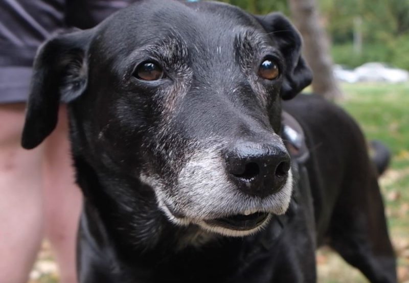 In the record books for sweetest dogs, you're likely to see a picture of Lucy. 