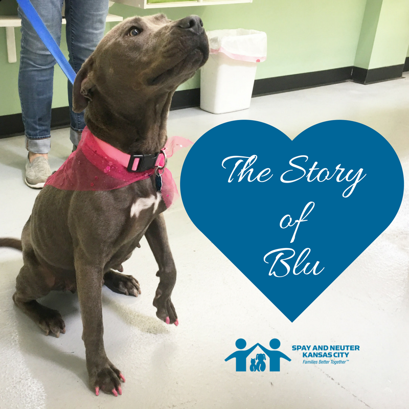 Blu wags her tail, looking at something off screen. A blue heart with the words "The Story of Blu" is next to her.