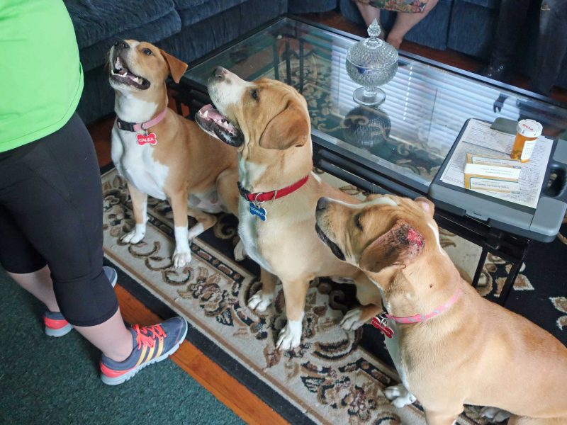 Three dogs stand in a row, waiting for treats.