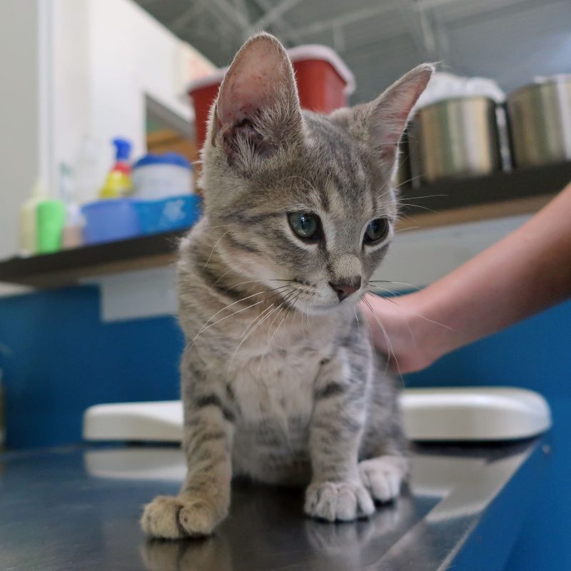 little grey kitty getting vaccinations