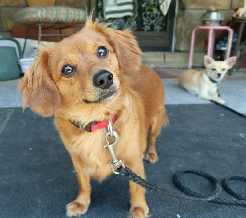  a dog looks at the camera with his head tilted while another dog lays in the background