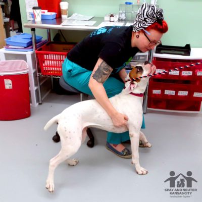 A woman leans over in her seat to pet a big dog.