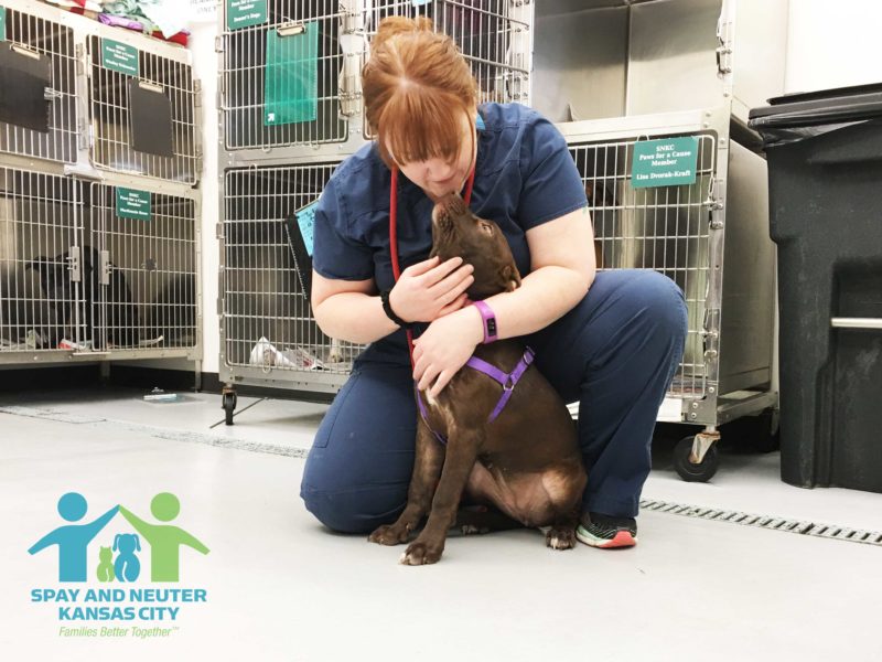 Amanda comforts a medium-sized brown dog