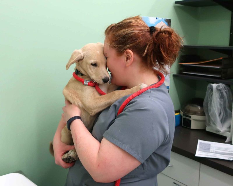 A woman holds a yellow puppy, whose arms are around her.