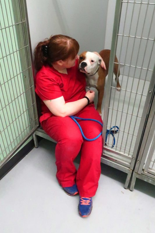 A vet tech comforts a scared dog