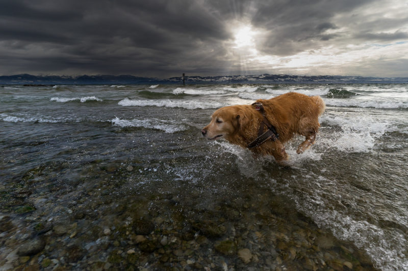 A dog who loves the water can be a joy to watch. 