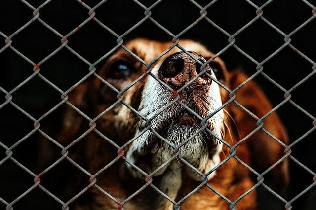 a dog looks sadly through a fence