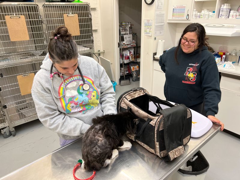 a doctor and a tech look at a cat getting an examination