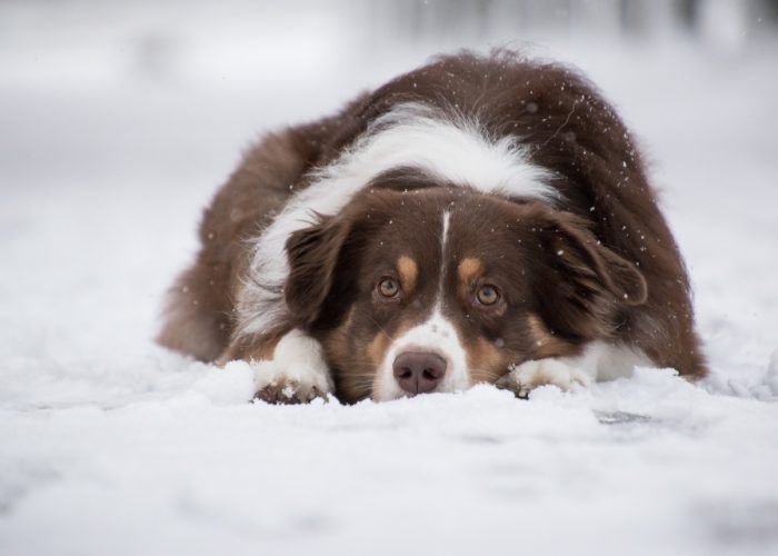 brown and white Australian shepherd laying in the snow