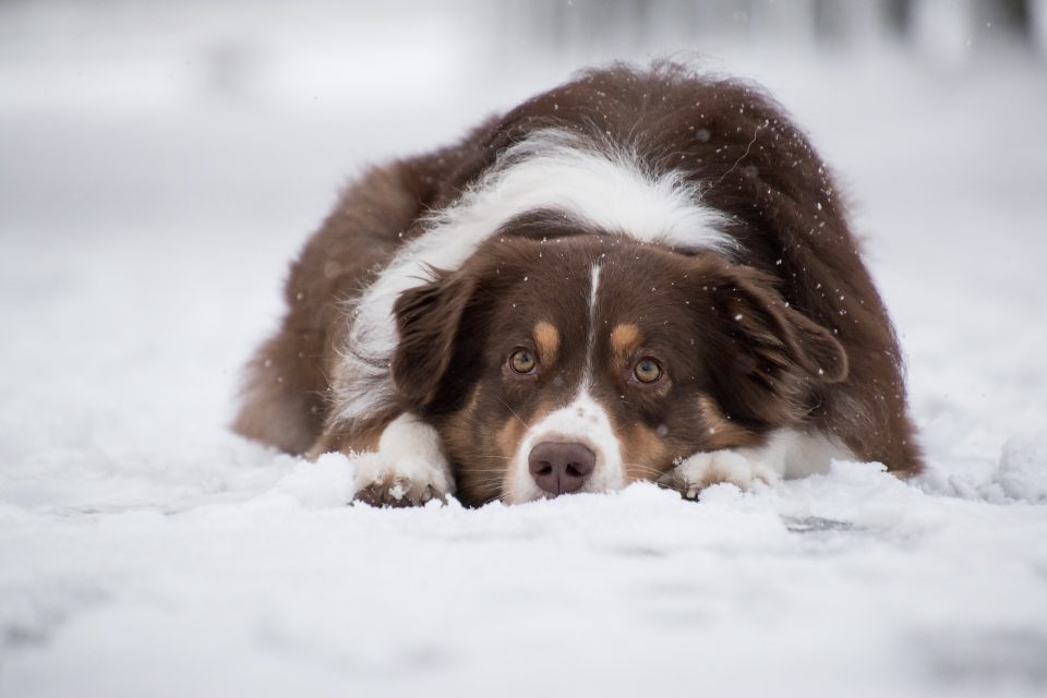 brown and white Australian shepherd laying in the snow