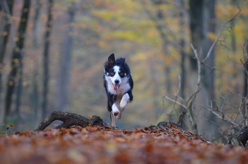 a black and white dog runs toward the camera