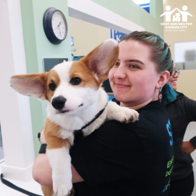 Jesse holds onto a Corgi puppy named Bandit