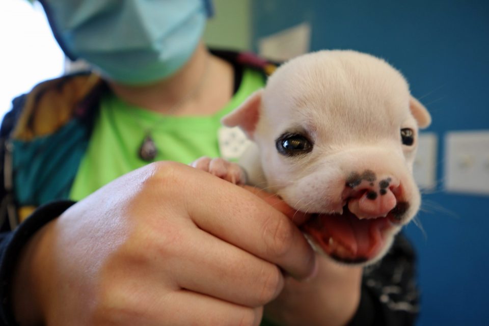 pit bull puppy with cleft palate