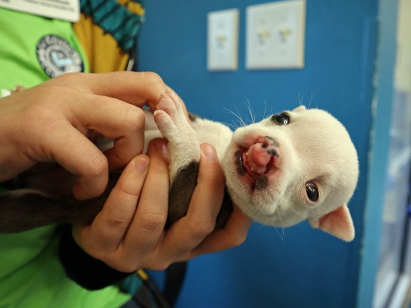 4-week-old pit bull puppy with cleft palate
