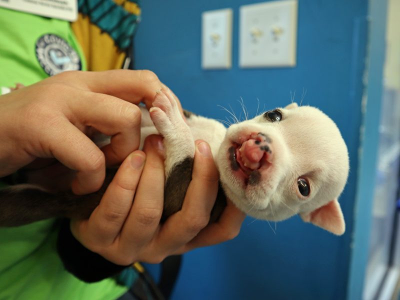 4-week-old pit bull puppy with cleft palate