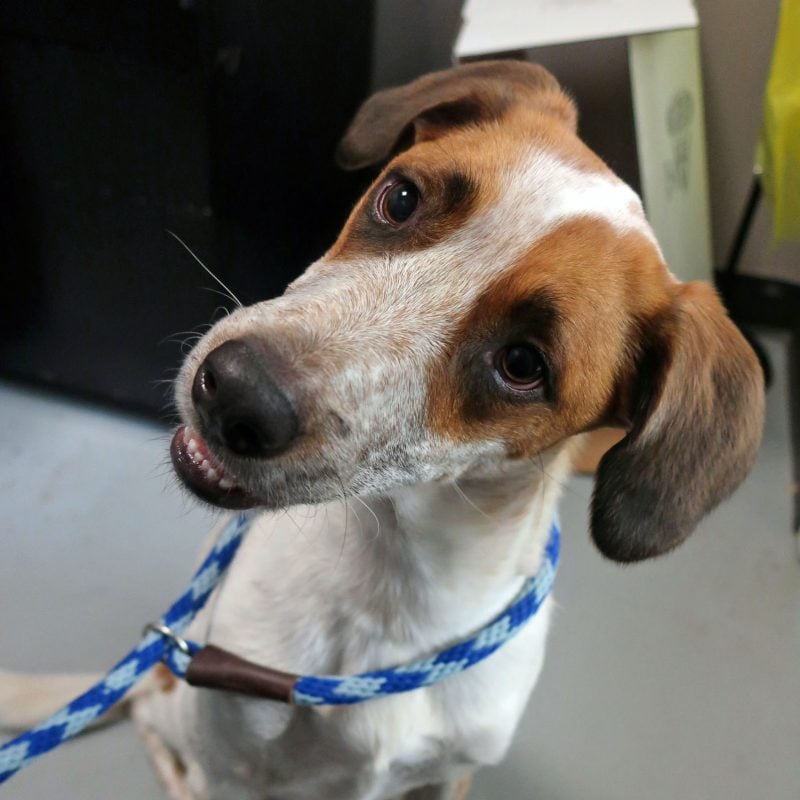 brown and white dog reunited with owner thanks to microchip